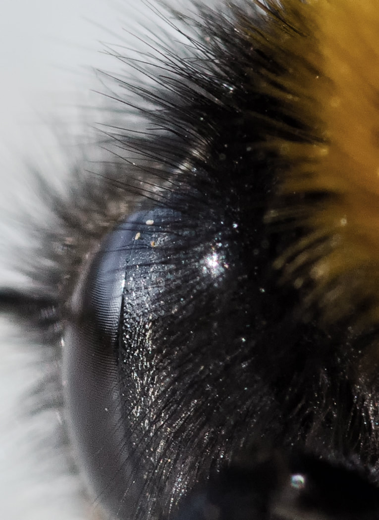 Bumble Bee eye