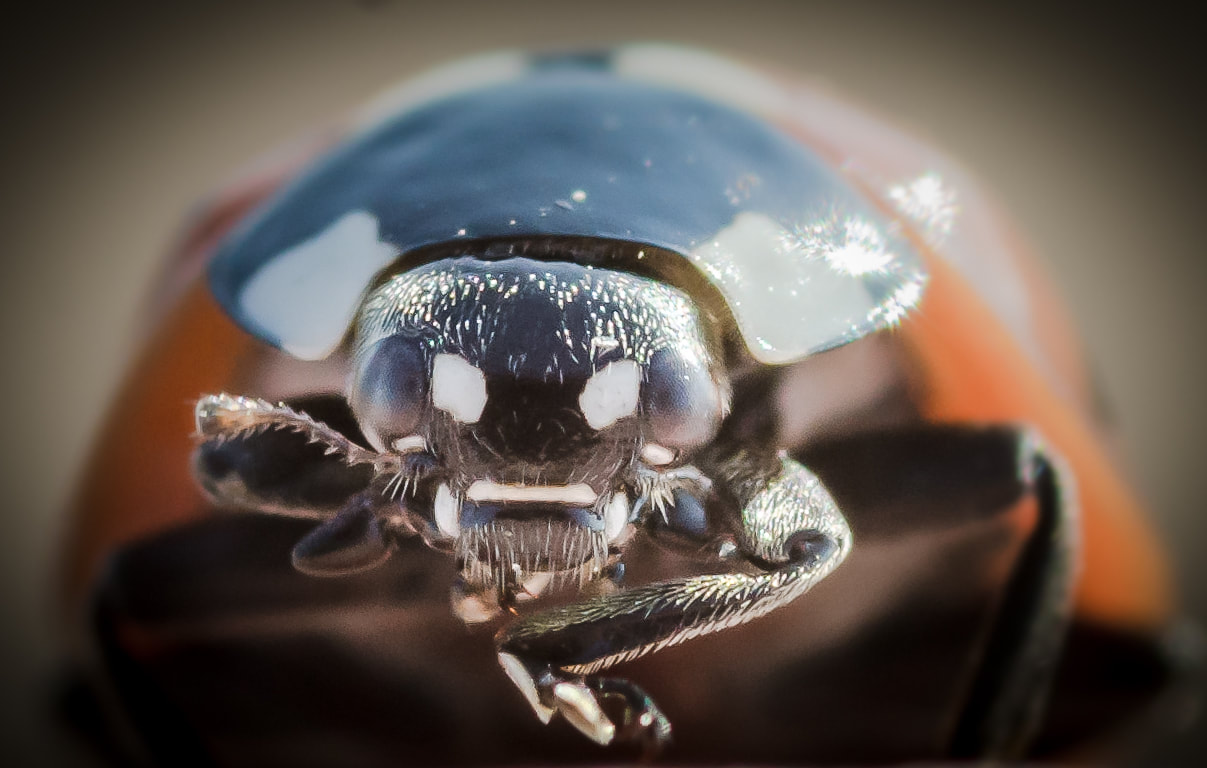 Ladybird close-up