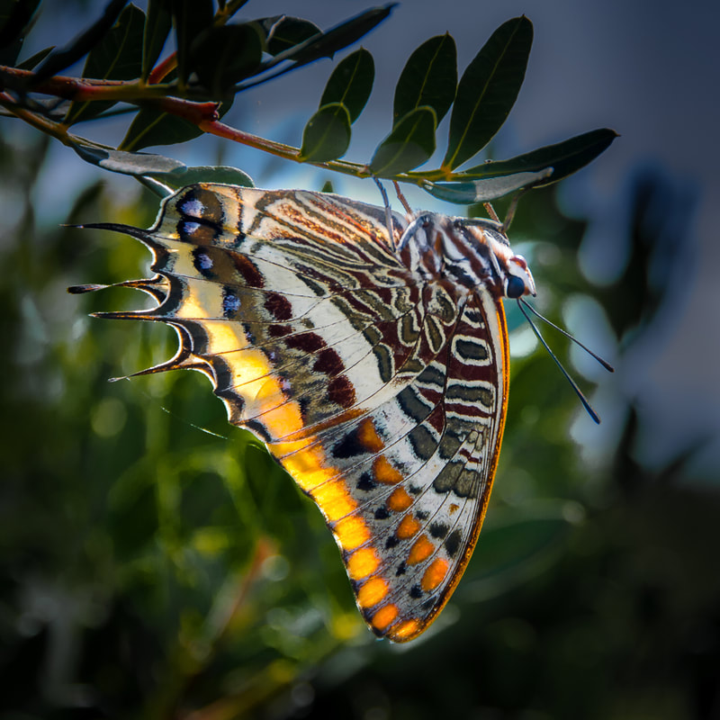Two Tailed Pasha butterfly