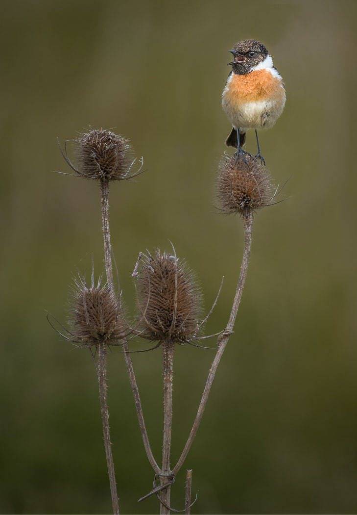 Stonechat on Teasel