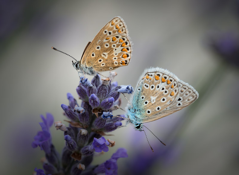 Two Common Blue butterflies